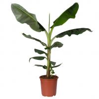 Detail Roter Bananenbaum Nomer 7