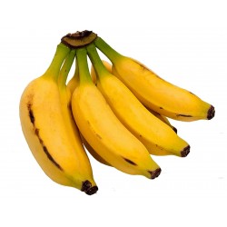 Detail Roter Bananenbaum Nomer 12