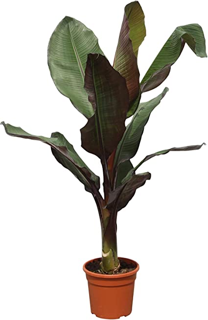Roter Bananenbaum - KibrisPDR