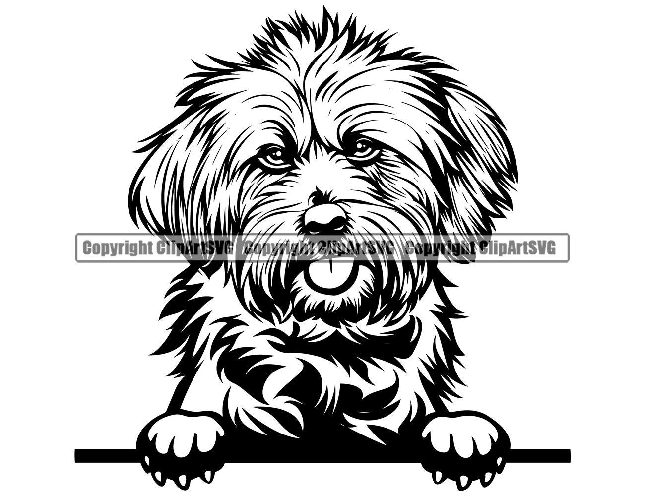 Detail Shih Tzu Havaneser Nomer 6