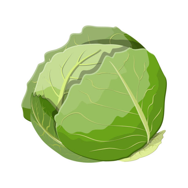Detail Cabbage Clipart Nomer 2