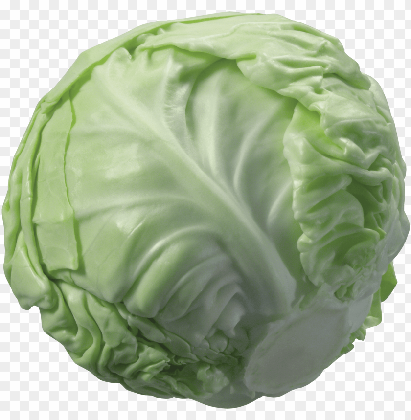 Detail Cabbage Clipart Nomer 27