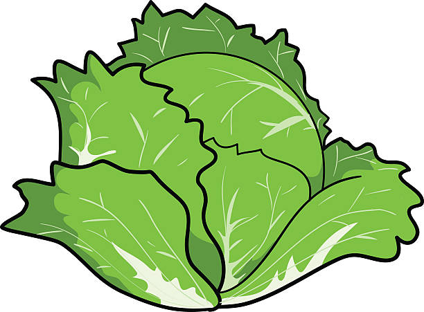 Detail Cabbage Clipart Nomer 33