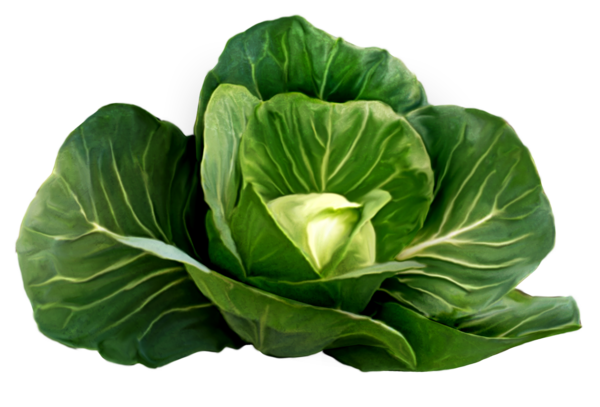 Detail Cabbage Clipart Nomer 38