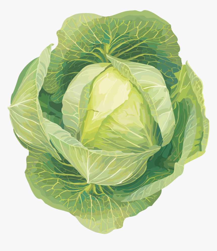 Detail Cabbage Clipart Nomer 46