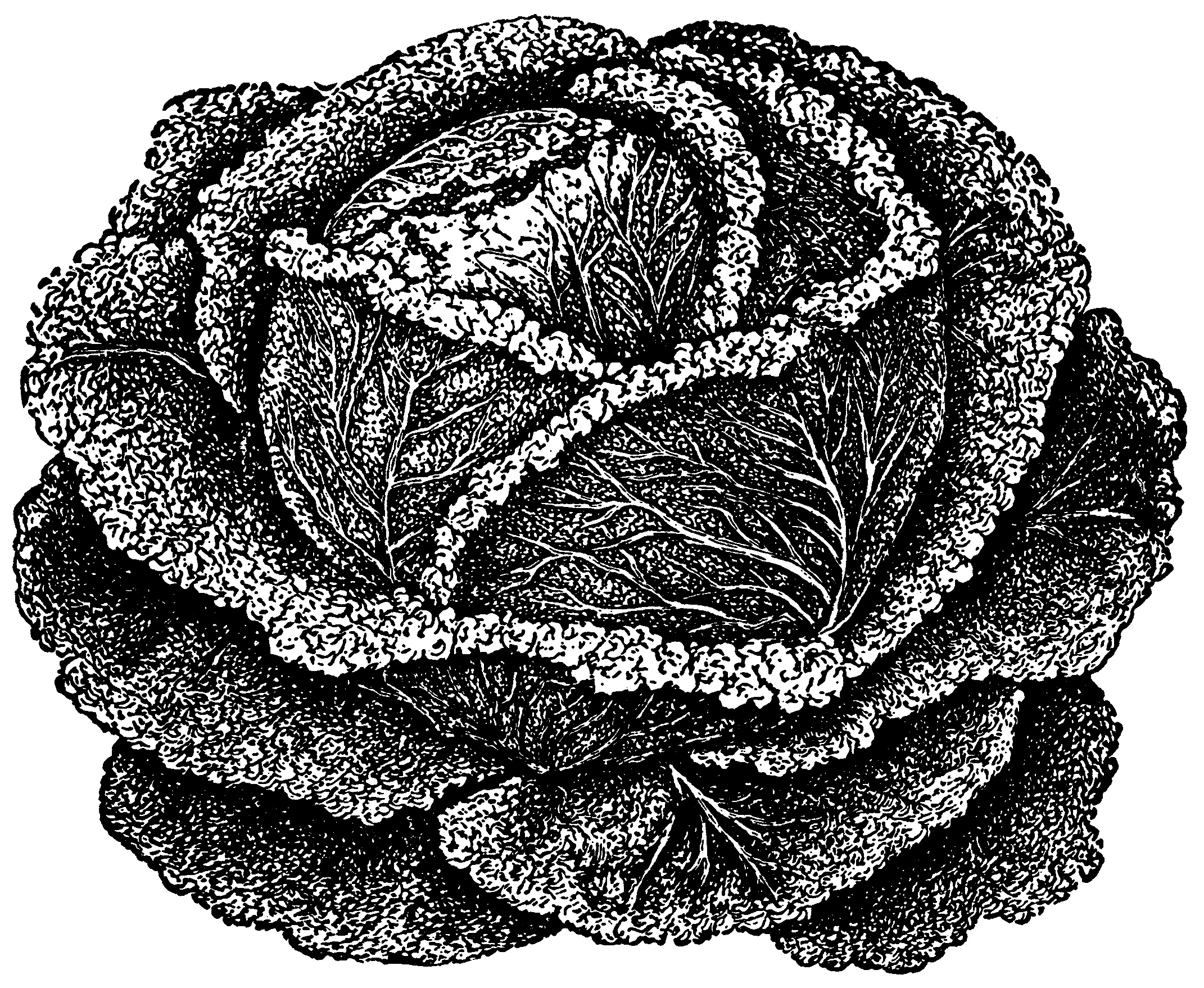 Detail Cabbage Clipart Nomer 53