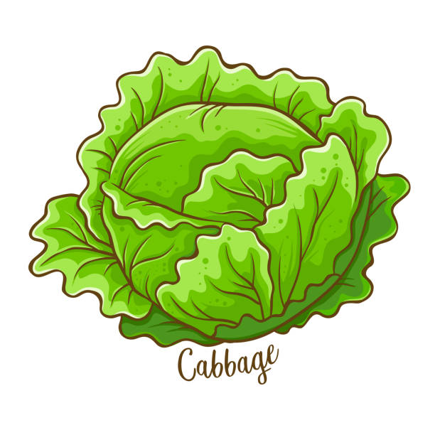 Detail Cabbage Clipart Nomer 10