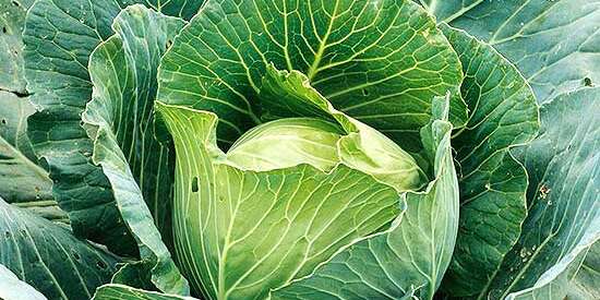 Detail Cabbage Image Nomer 14