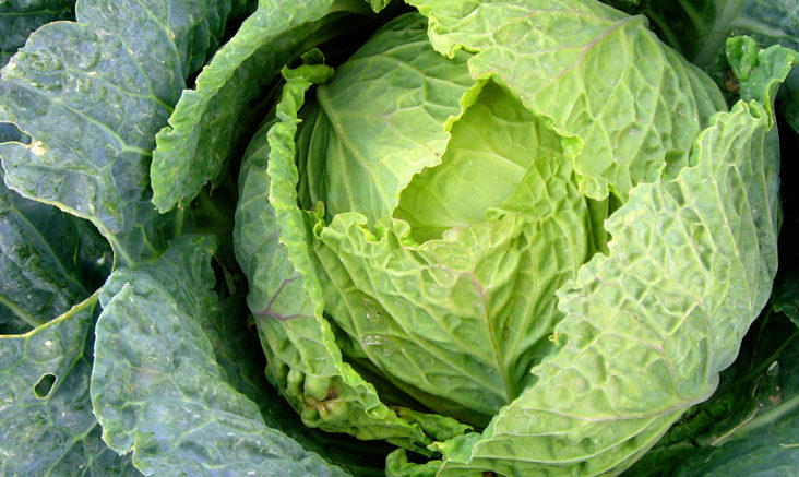 Detail Cabbage Image Nomer 46