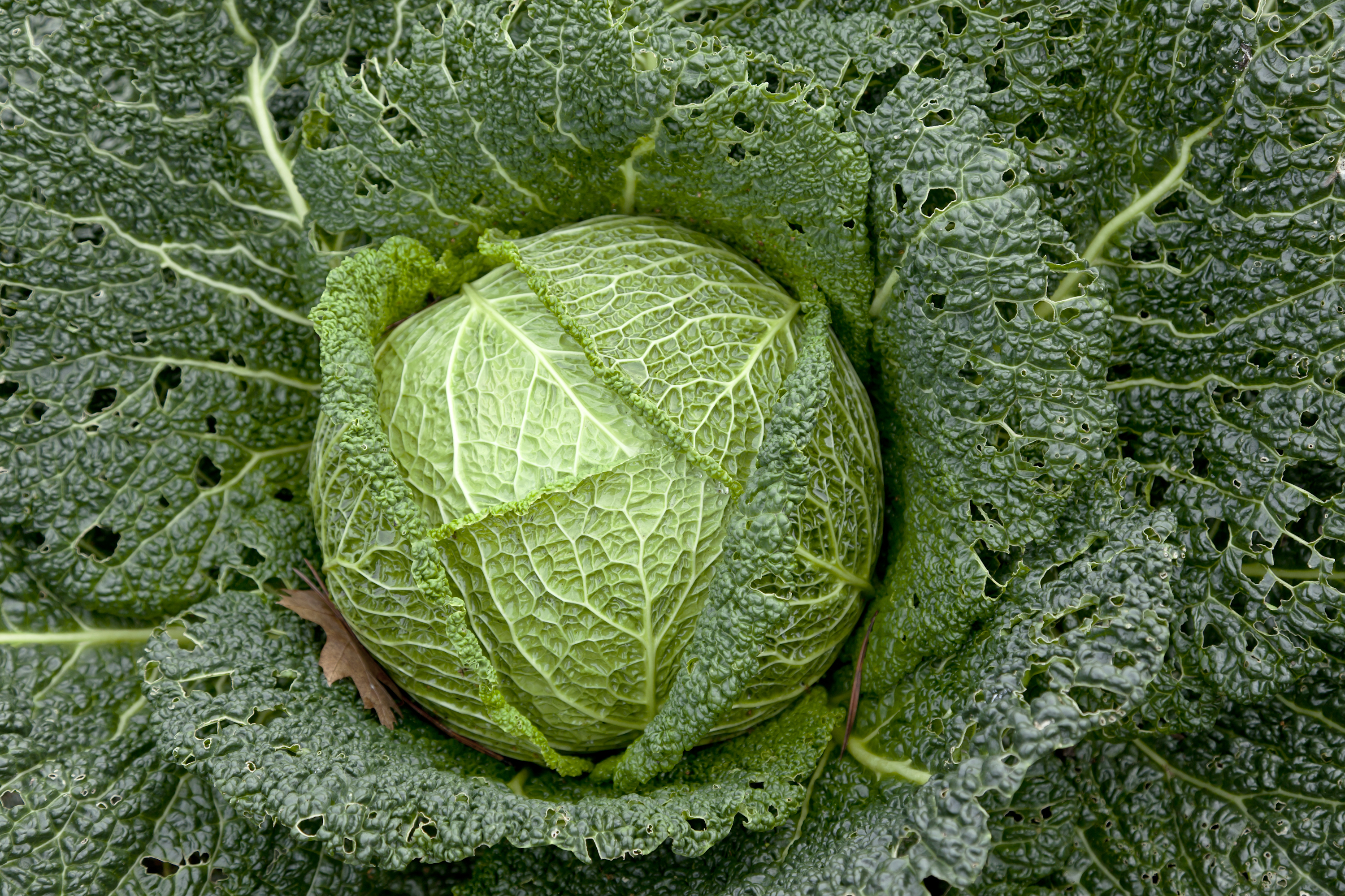 Detail Cabbage Image Nomer 9