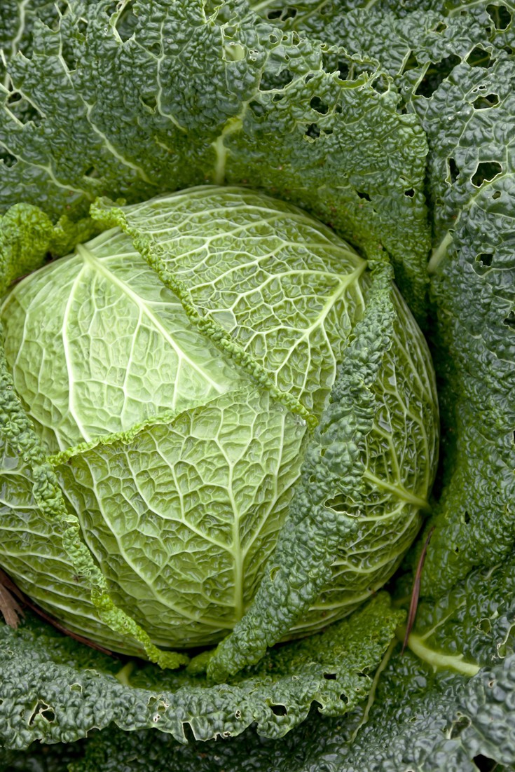 Detail Cabbage Images Nomer 14