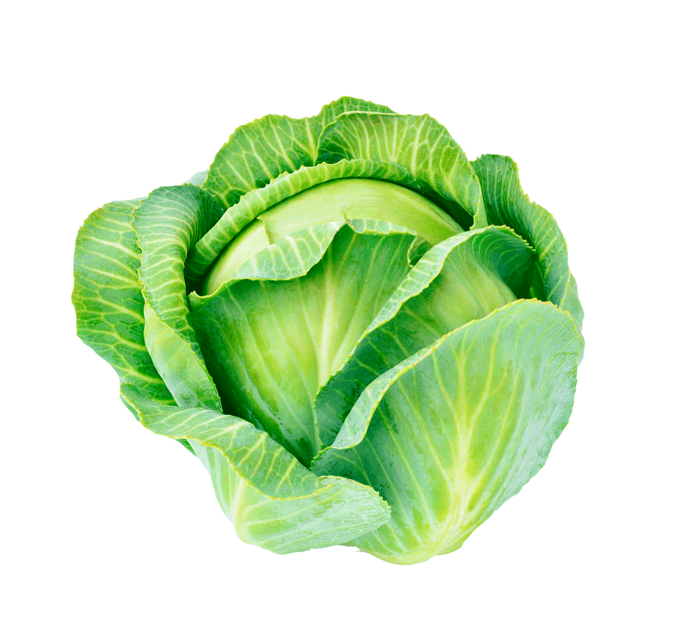 Detail Cabbage No Background Nomer 12