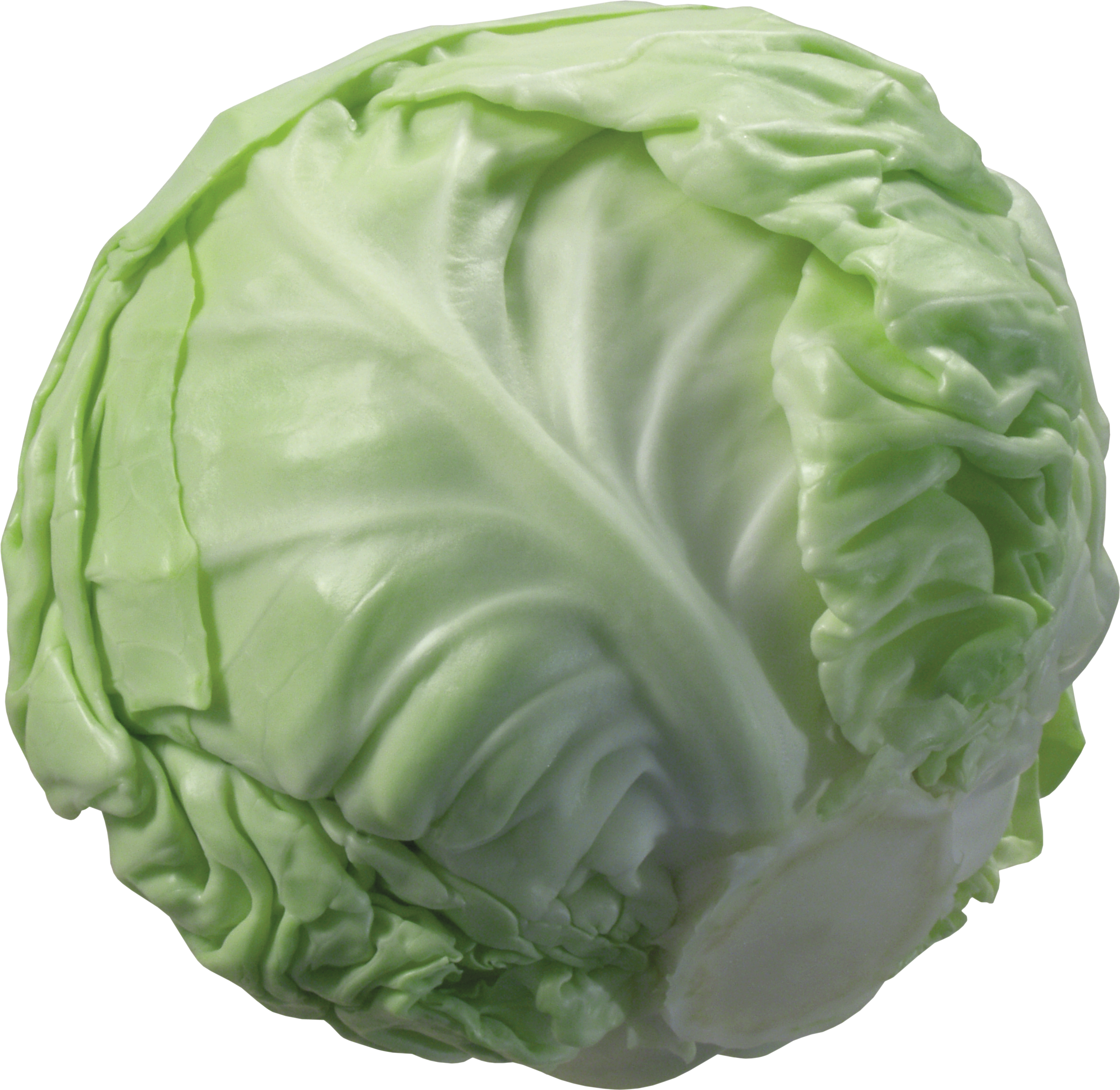 Detail Cabbage No Background Nomer 17