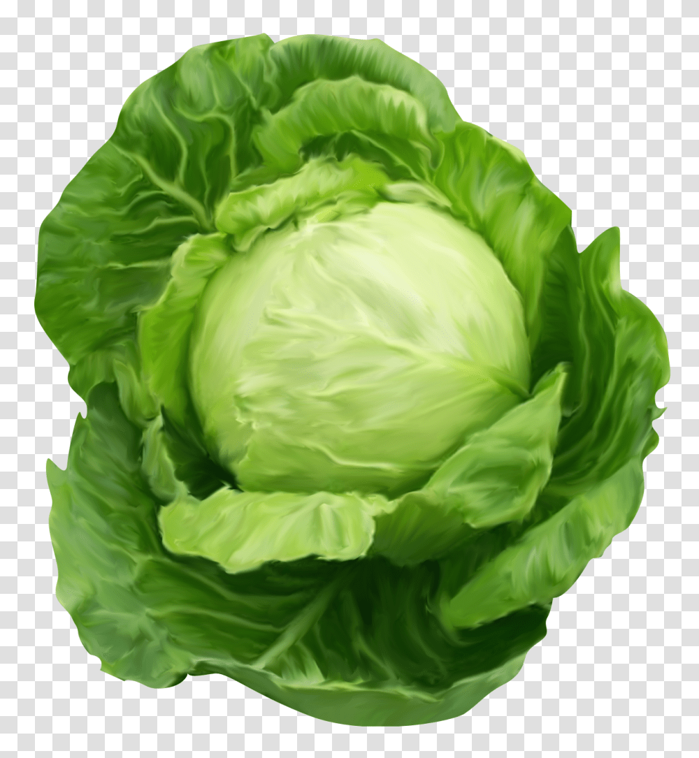 Detail Cabbage No Background Nomer 18
