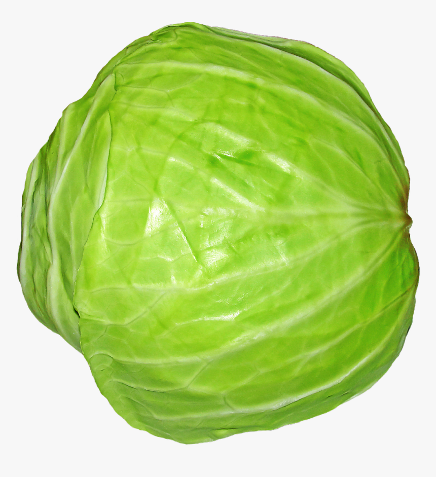 Detail Cabbage No Background Nomer 22