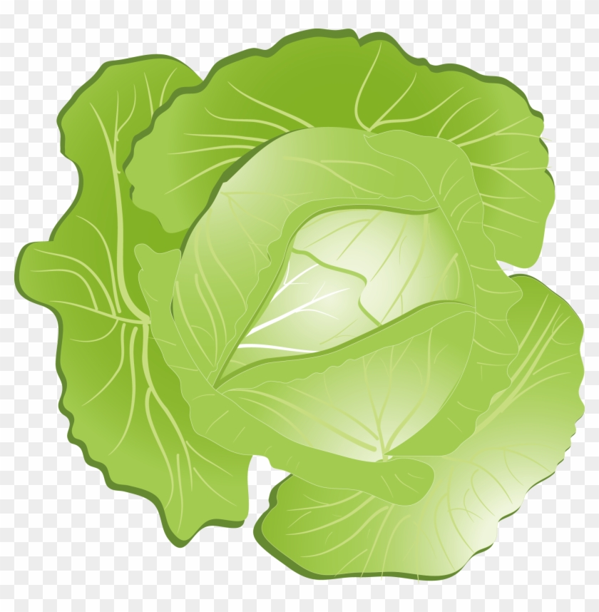 Detail Cabbage No Background Nomer 24