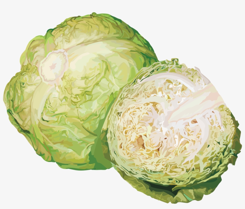Detail Cabbage No Background Nomer 26
