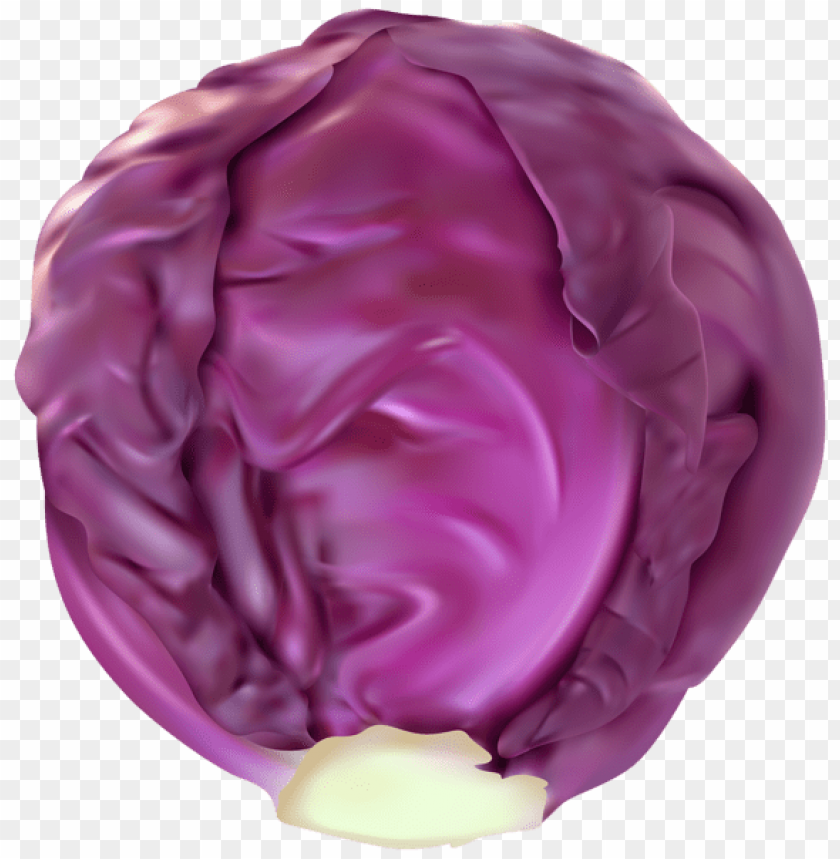 Detail Cabbage No Background Nomer 29