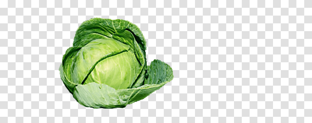 Detail Cabbage No Background Nomer 35