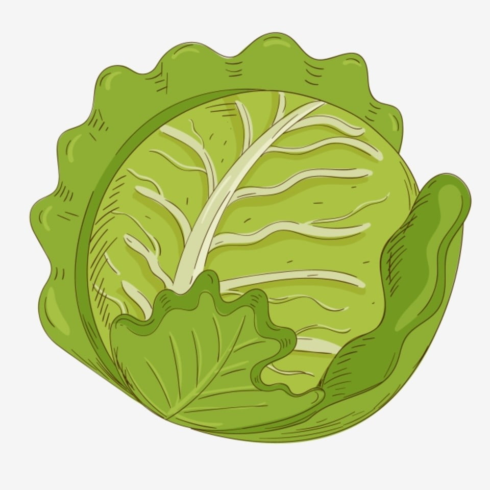 Detail Cabbage No Background Nomer 39
