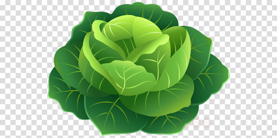 Detail Cabbage No Background Nomer 44