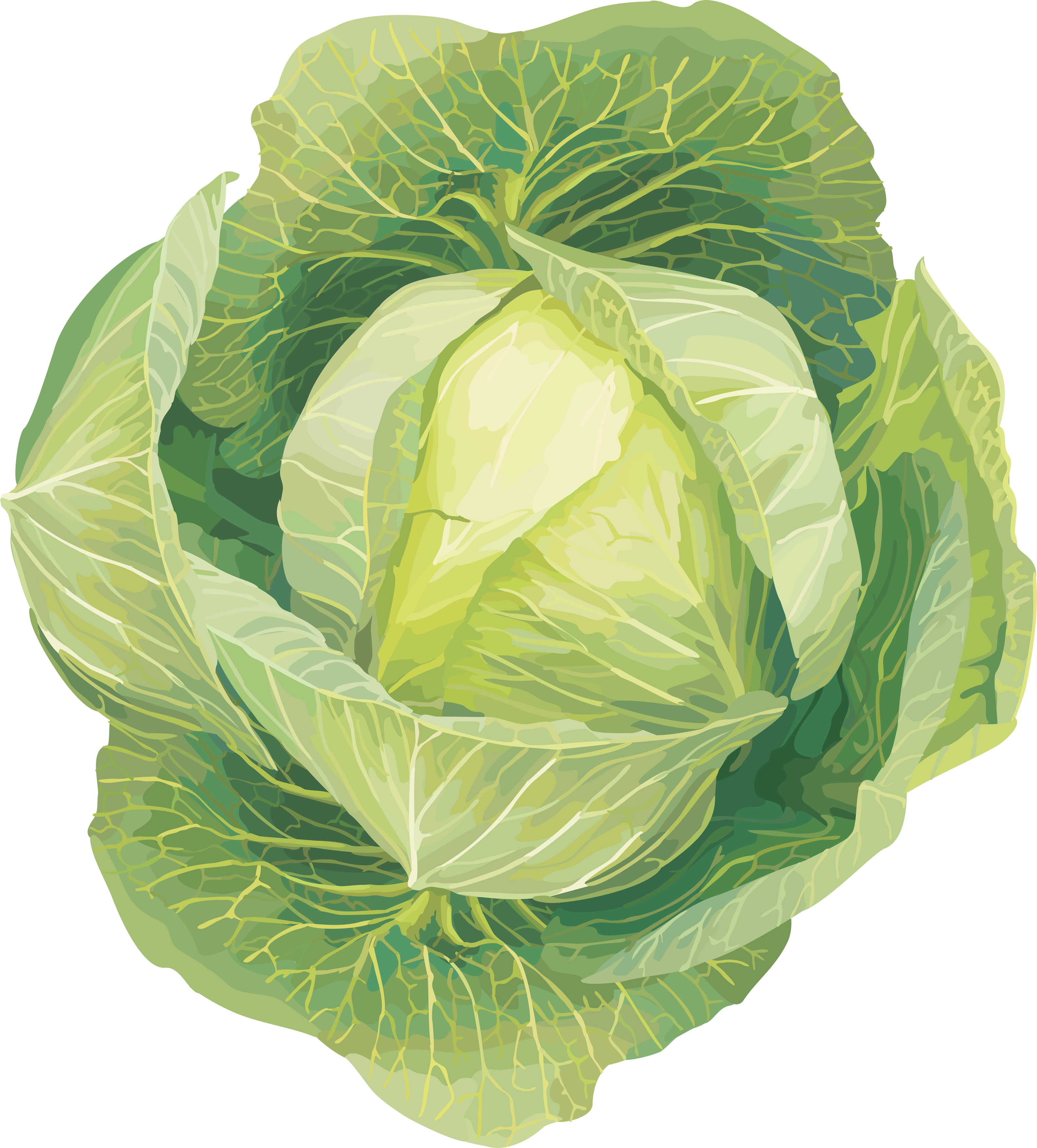 Detail Cabbage No Background Nomer 51