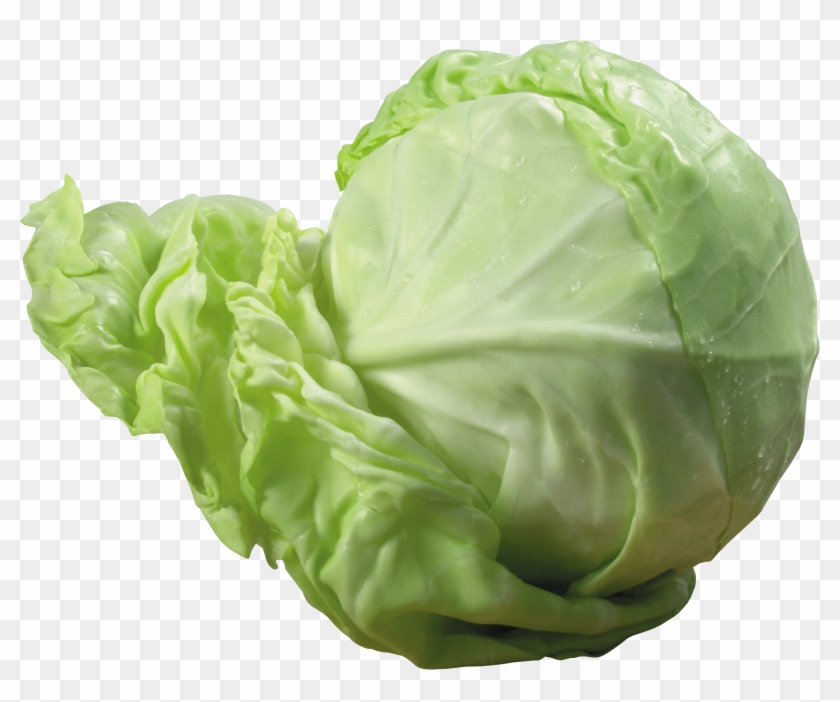 Detail Cabbage No Background Nomer 6