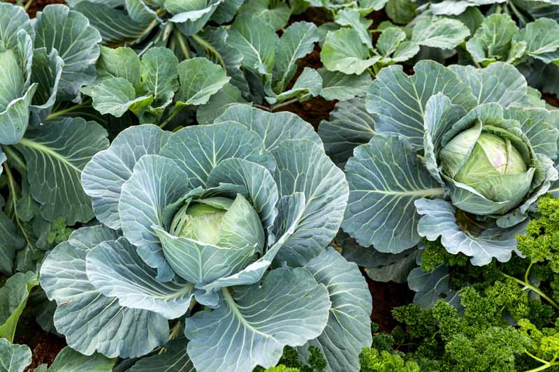 Detail Cabbage Plant Images Nomer 3