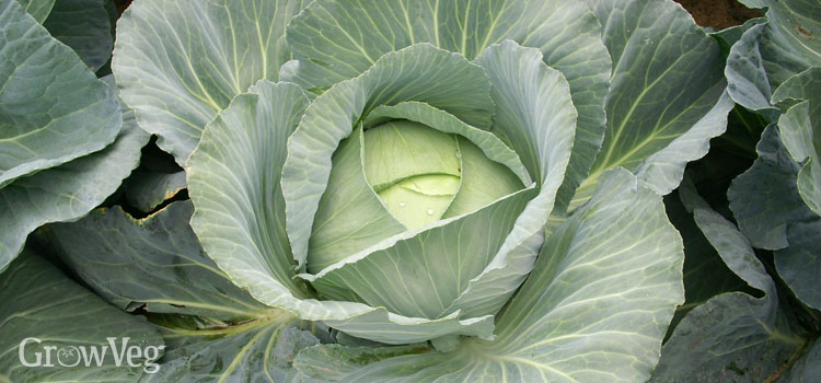 Detail Cabbage Plant Images Nomer 31