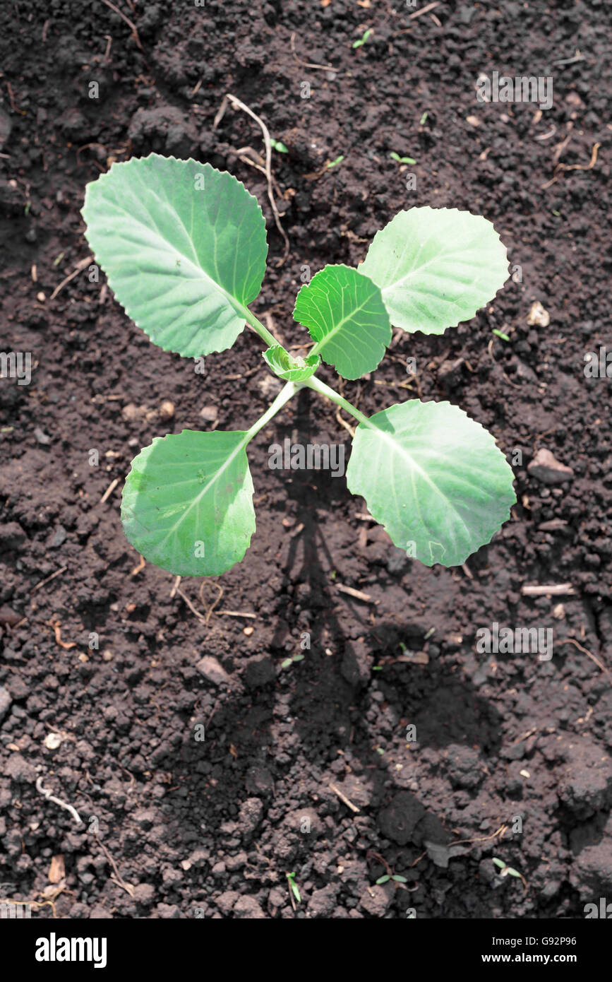 Detail Cabbage Plant Images Nomer 39