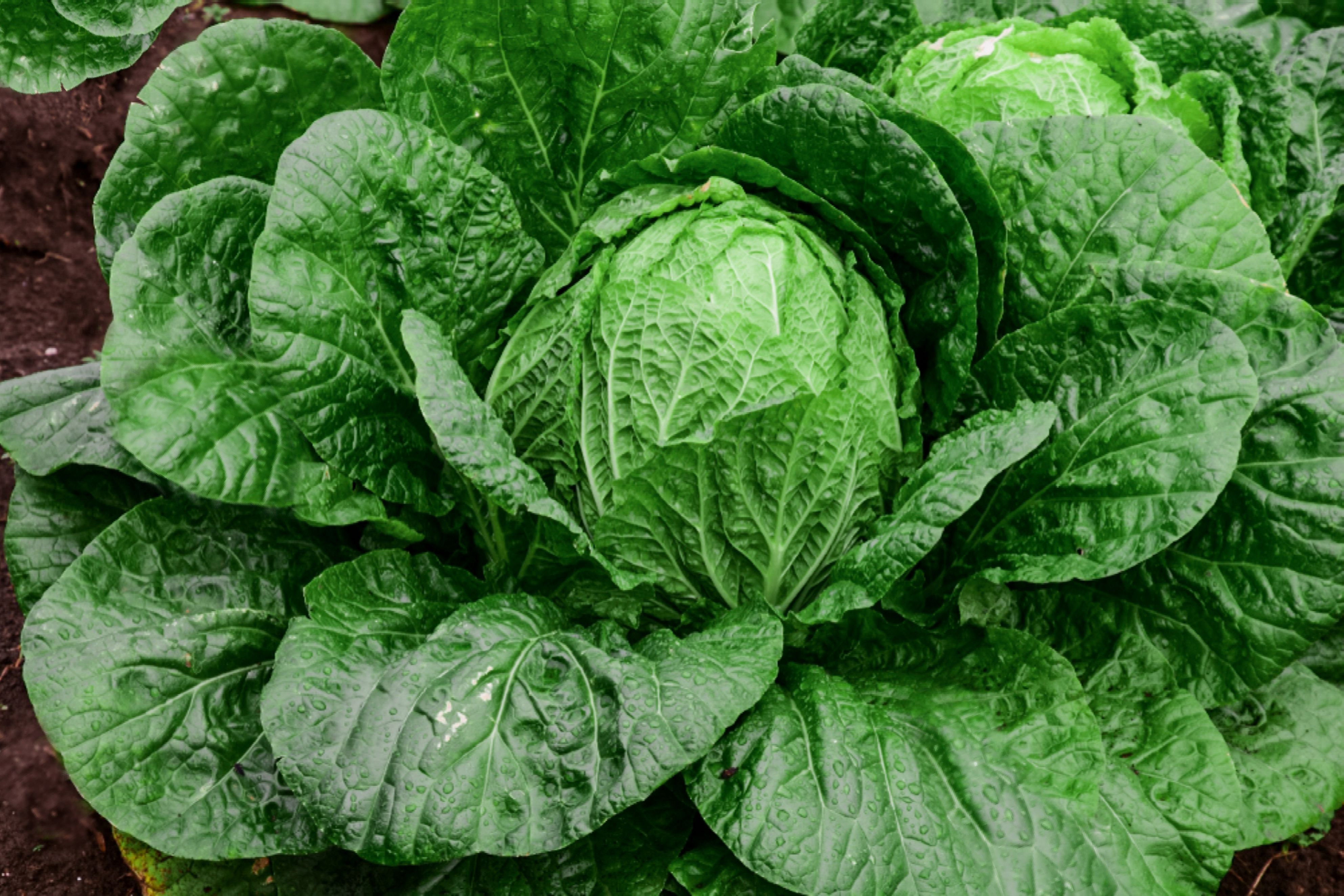 Detail Cabbage Plant Images Nomer 40