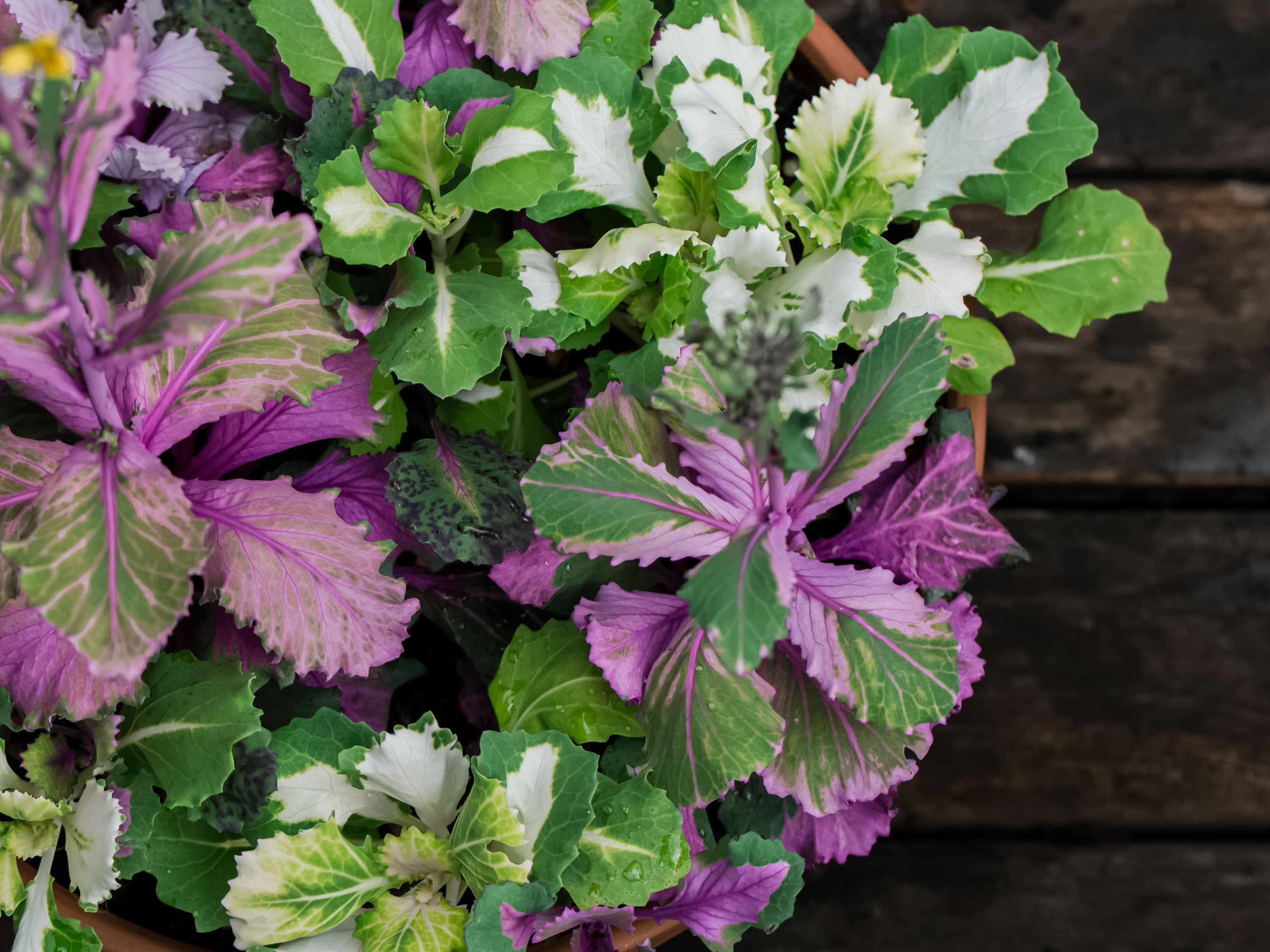 Detail Cabbage Plant Images Nomer 43