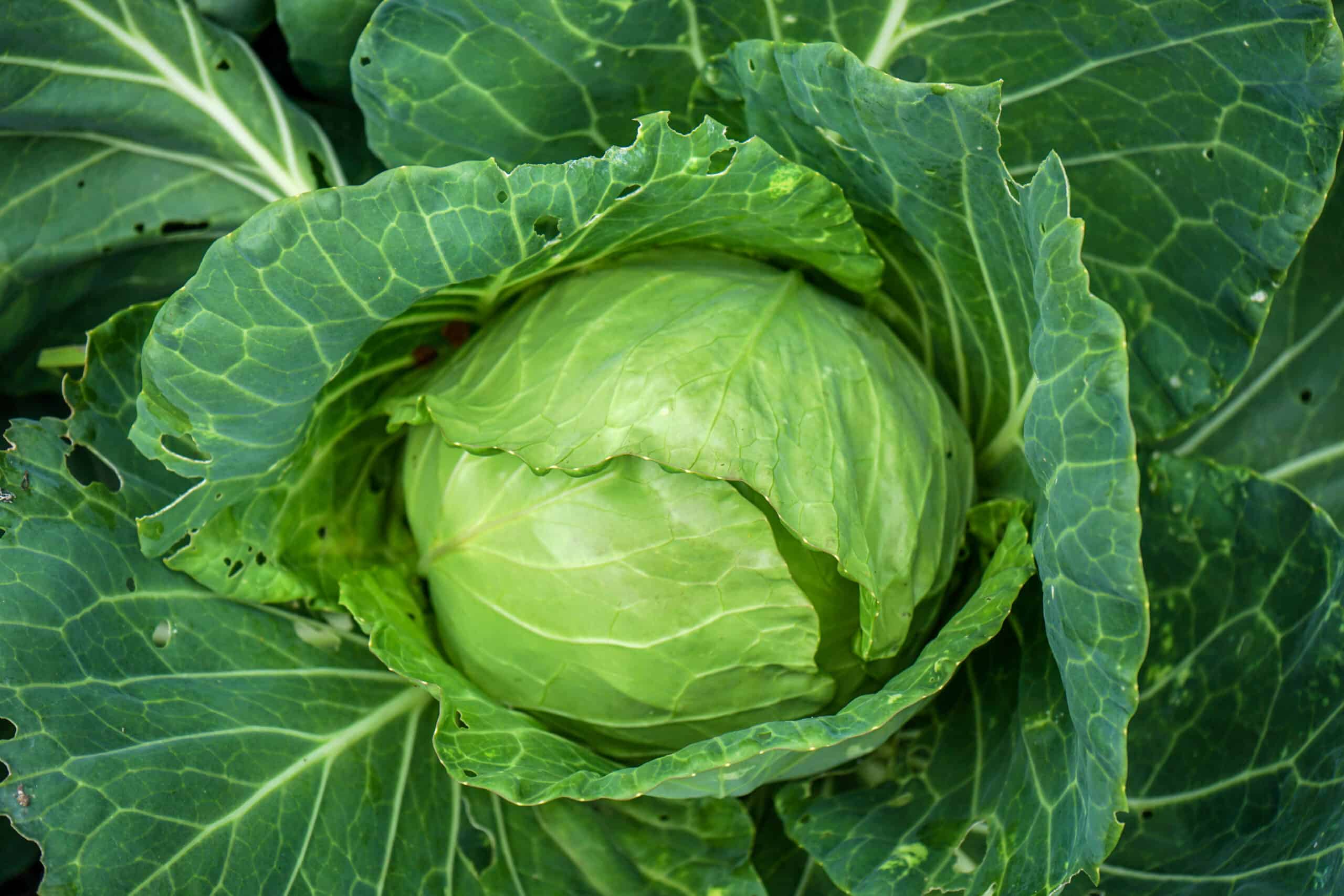 Detail Cabbage Plant Images Nomer 7