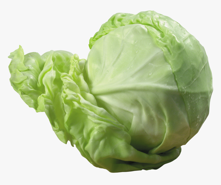 Detail Cabbage Transparent Nomer 11