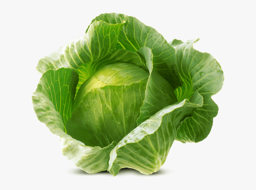 Detail Cabbage Transparent Nomer 12