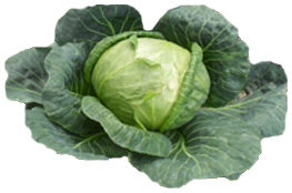 Detail Cabbage Transparent Nomer 20