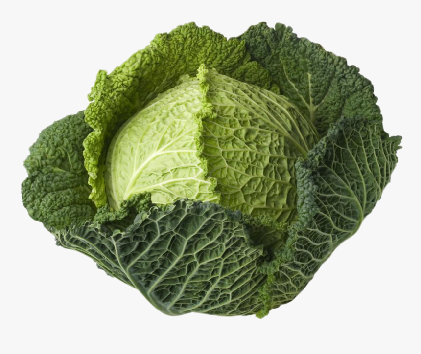 Detail Cabbage Transparent Nomer 21