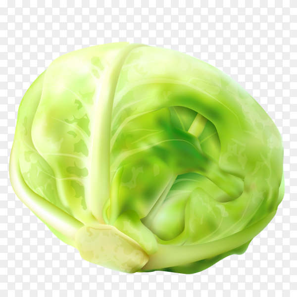 Detail Cabbage Transparent Nomer 24