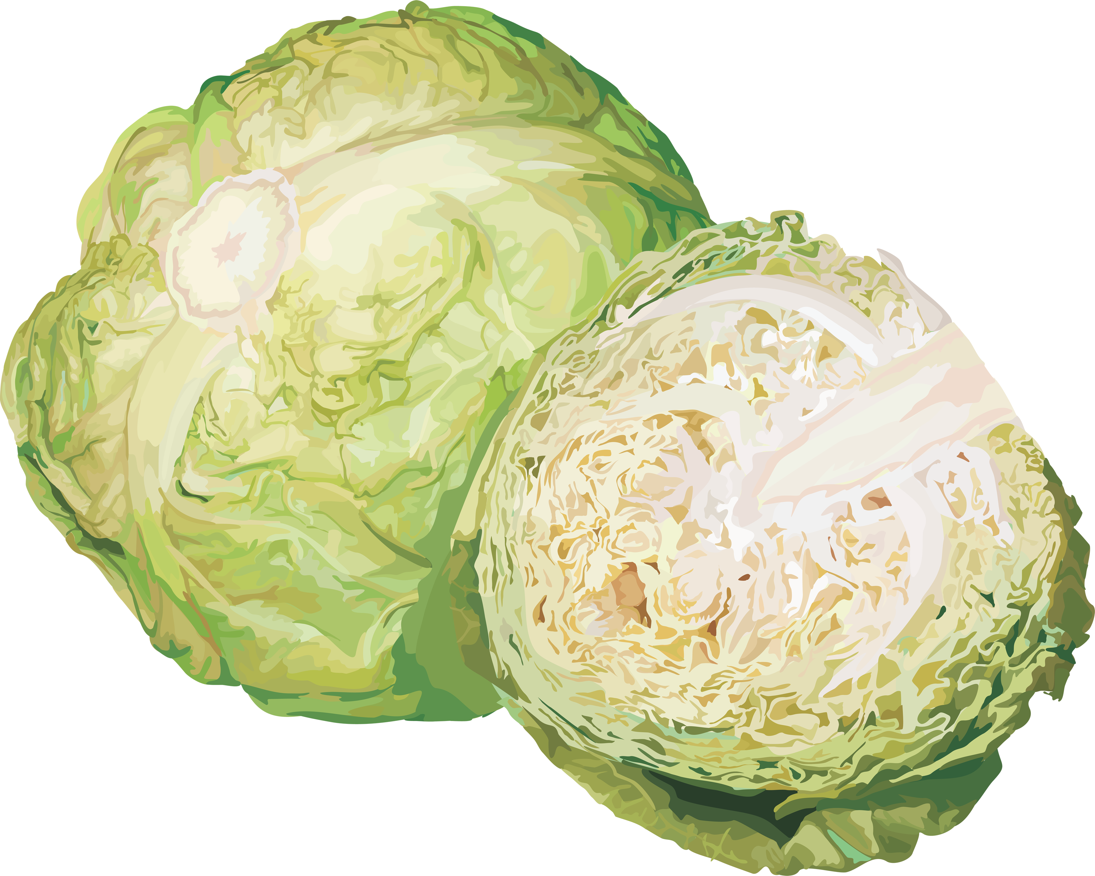 Detail Cabbage Transparent Nomer 27
