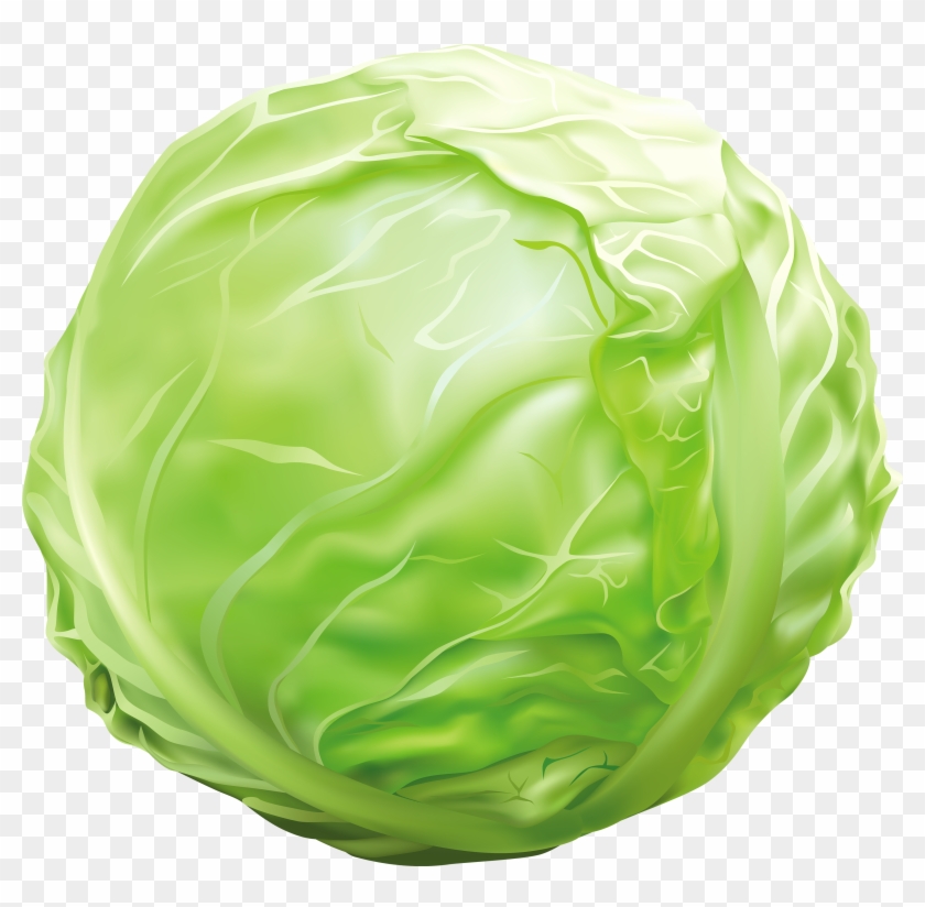Detail Cabbage Transparent Nomer 28