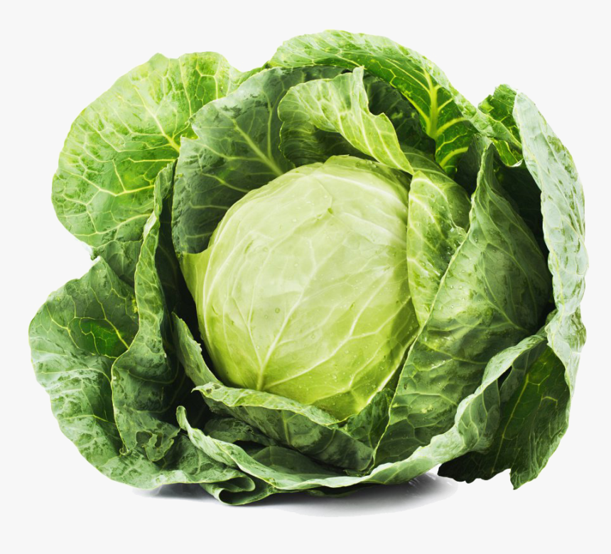 Detail Cabbage Transparent Nomer 3