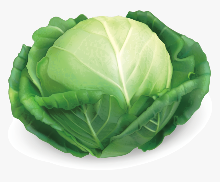 Detail Cabbage Transparent Nomer 31