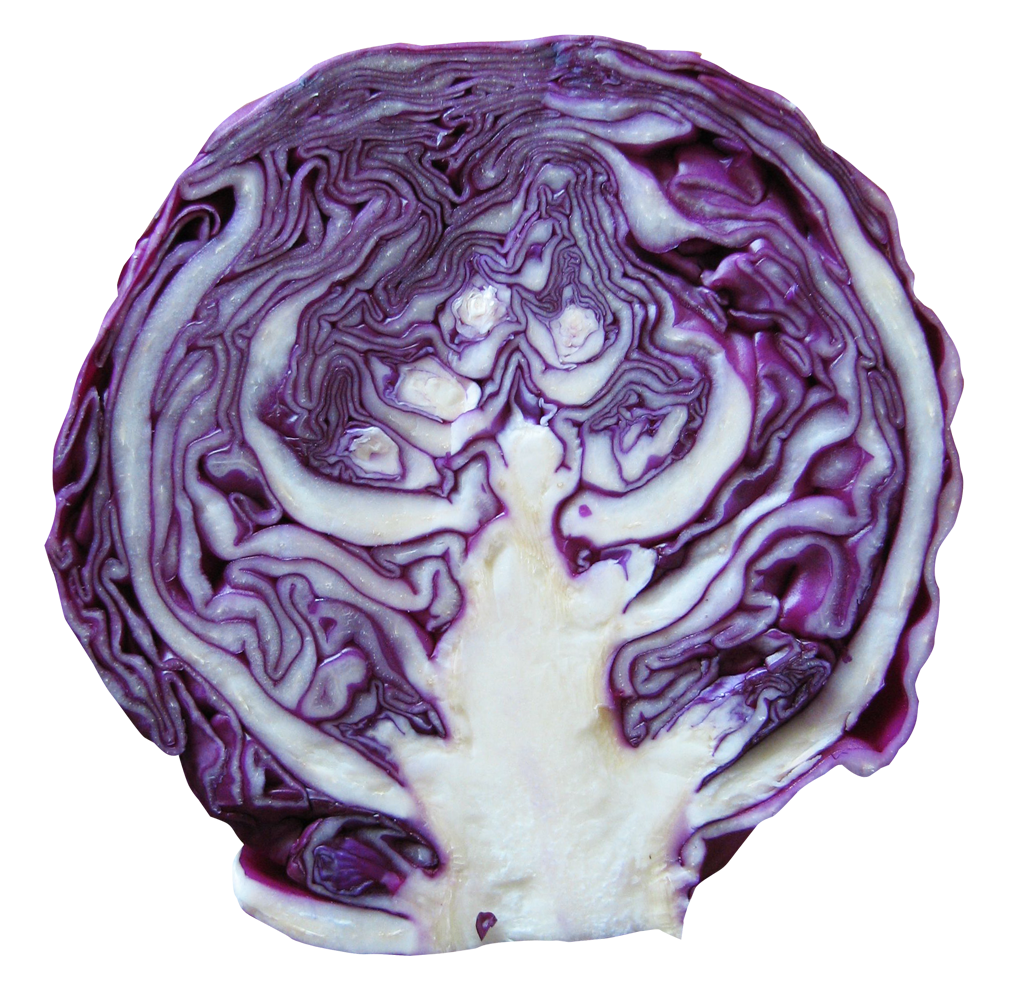 Detail Cabbage Transparent Nomer 33