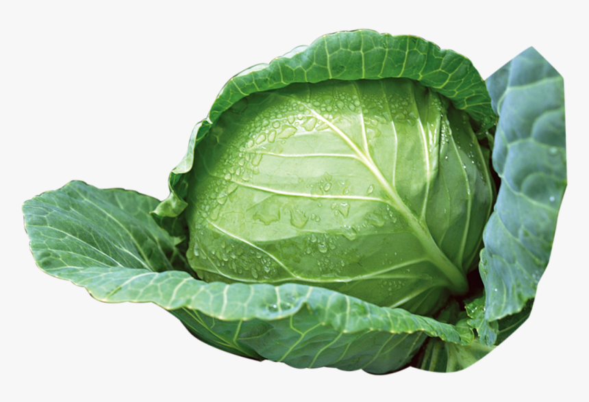 Detail Cabbage Transparent Nomer 41