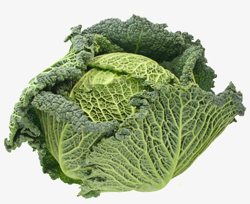 Detail Cabbage Transparent Nomer 44