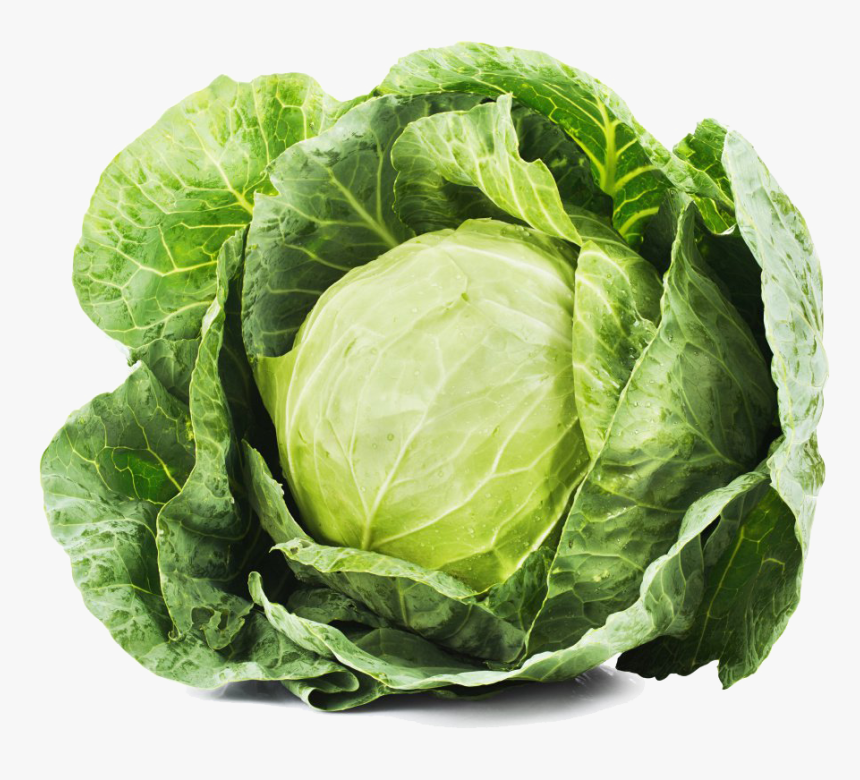 Detail Cabbage Transparent Background Nomer 12