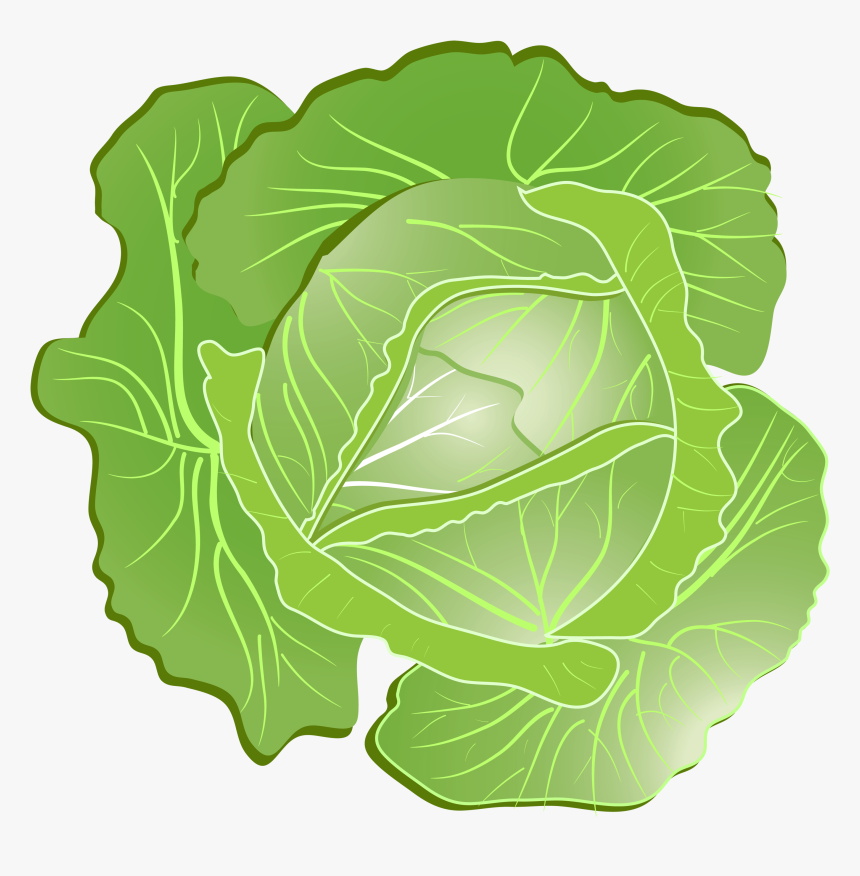 Detail Cabbage Transparent Background Nomer 30
