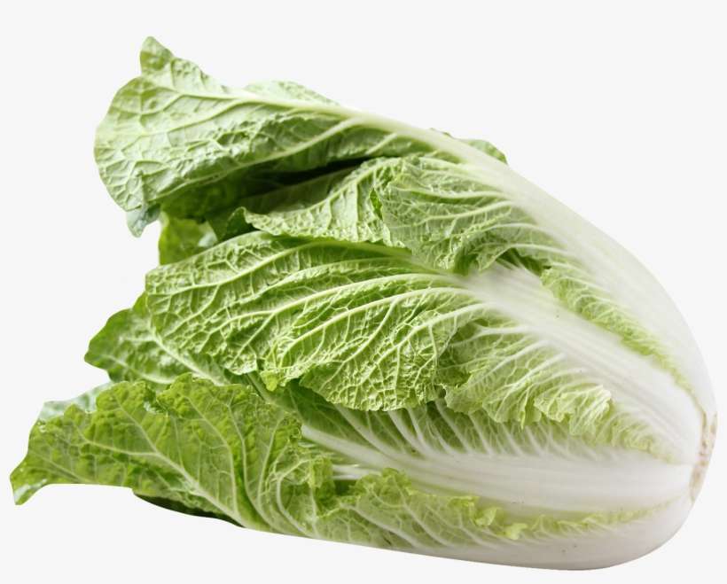 Detail Cabbage Transparent Background Nomer 31