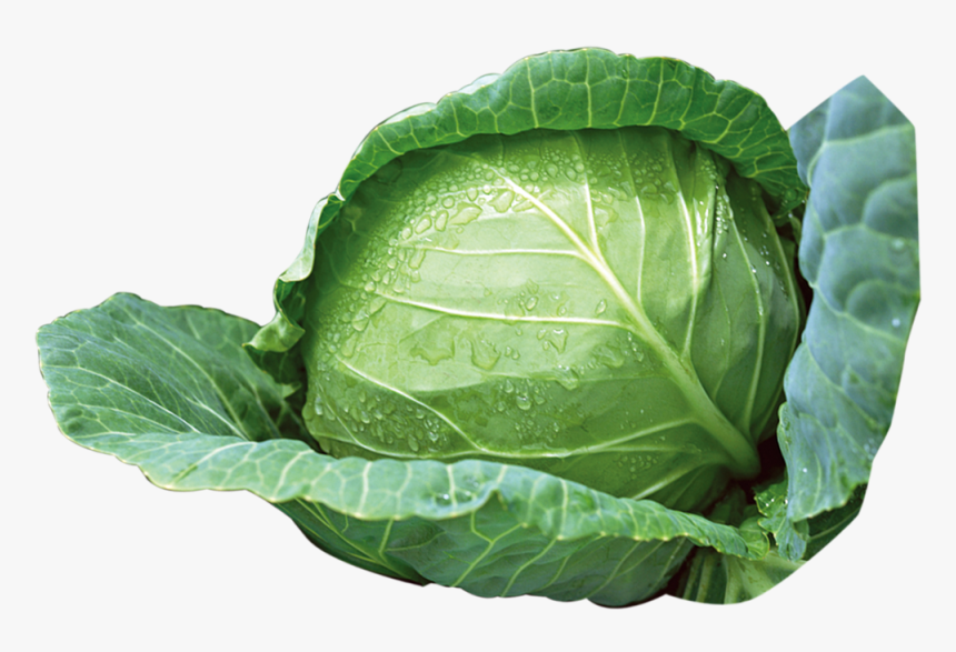 Detail Cabbage Transparent Background Nomer 32