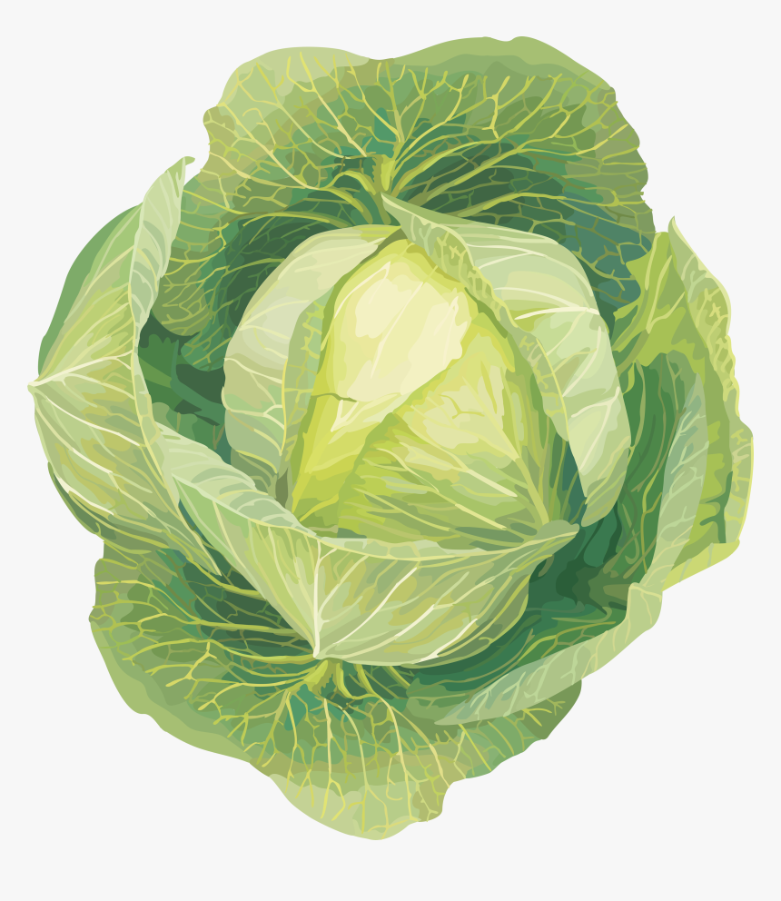 Detail Cabbage Transparent Background Nomer 37